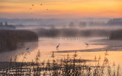The Ramsar Convention